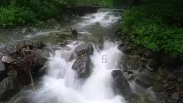 伯斯森林逃生
