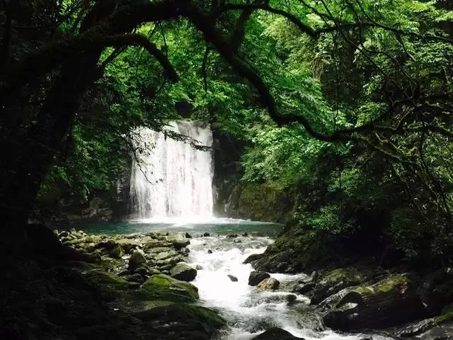 春雨直播app
